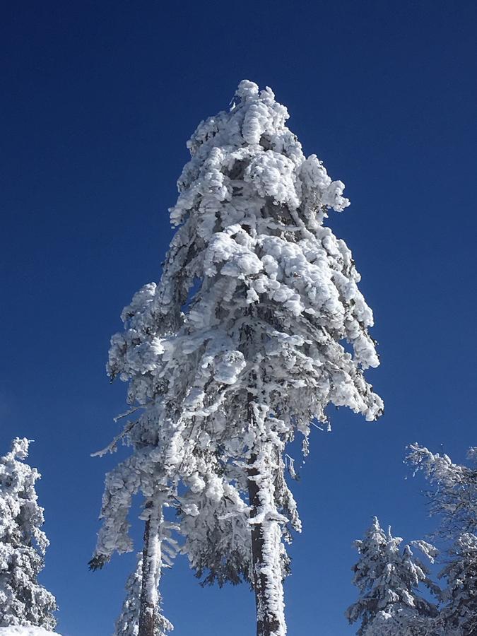Concordia Harzapart Braunlage Exteriér fotografie